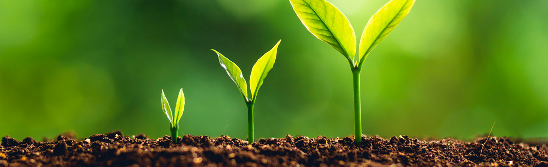 Soluções sustentáveis 8 maneiras ABRE