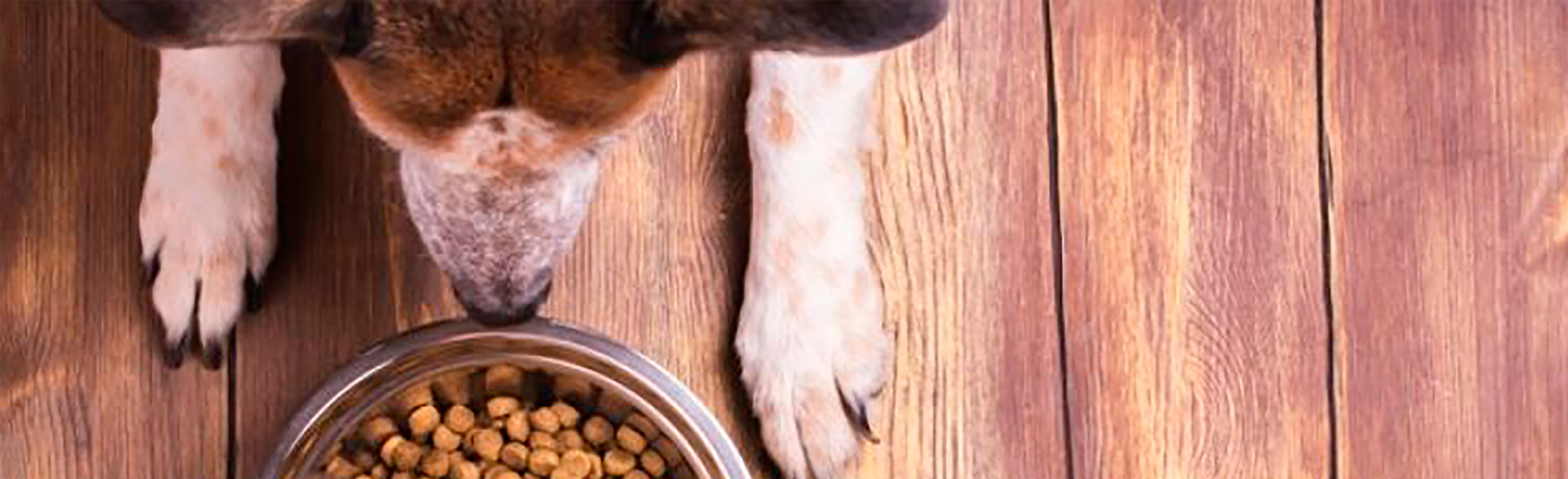 Compras online de pet food crescem mais de 90 em volume ABRE