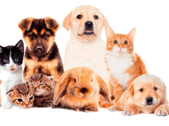 Reunião do Comitê Universo Pet