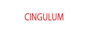 Cingulum